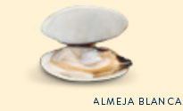 almeja blanca