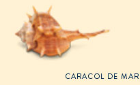 caracil de mar